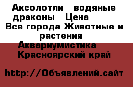 Аксолотли / водяные драконы › Цена ­ 500 - Все города Животные и растения » Аквариумистика   . Красноярский край